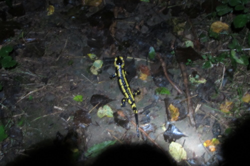 Salamandre la nuit aux environs de Brassac, #2