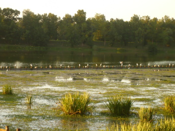 Joncs et oiseaux sur le lac de la base de loisirs Orthez-Biron