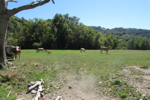 Veaux et vaches au bord de la rivière à Atherey