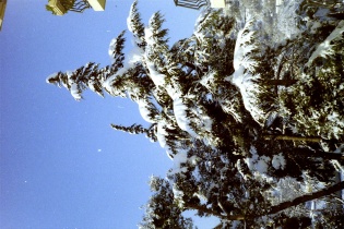 Cèdre des Aubébines couvert de neige