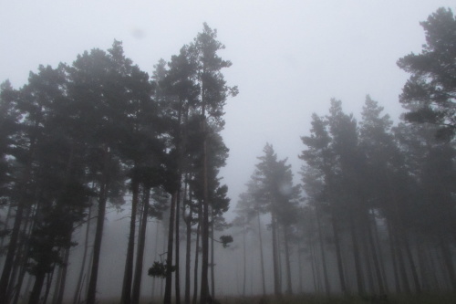 Forêt Matte digue sous la brume #2