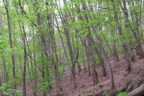 Forêt au début du printemps près du col de St-Ignace, train de la Rhune